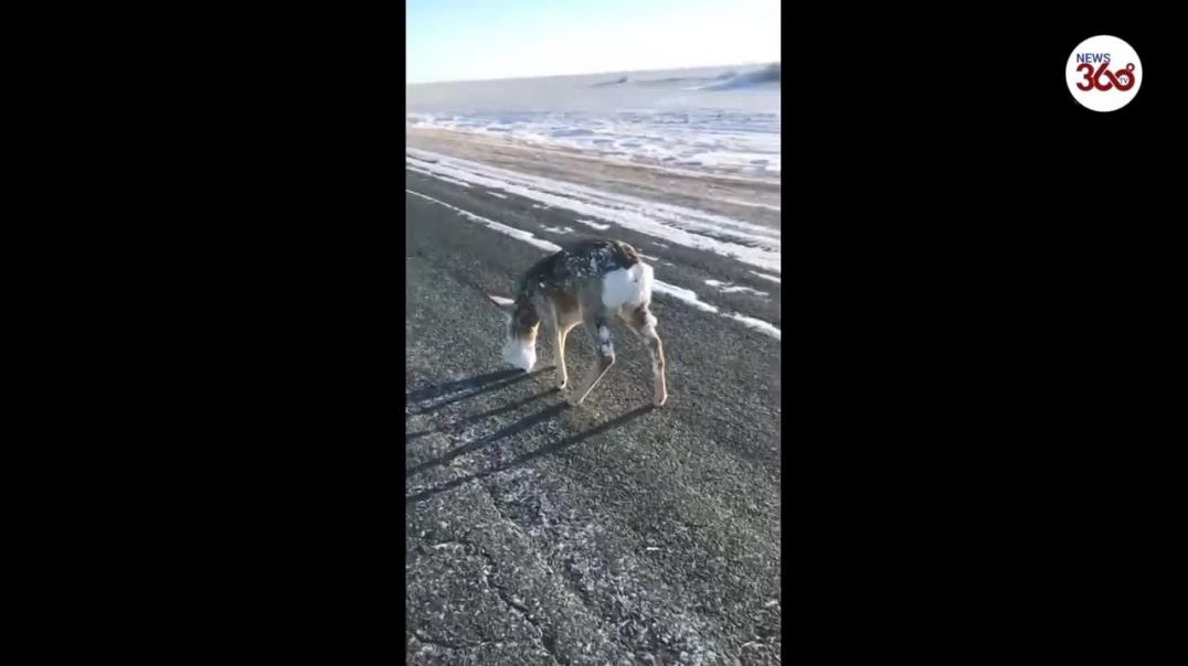 Frozen deer saved by locals in Kazakhstan- News